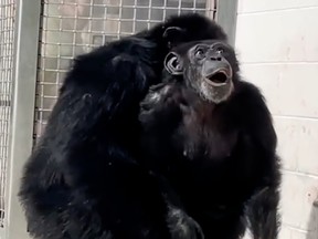 A chimpanzee named Vanilla reacts at seeing the open sky for the first time in a screenshot from a video posted on June 15, 2023 by Save the Chimps.