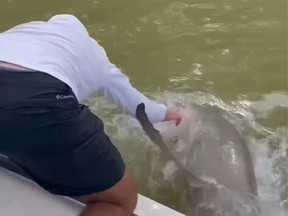 A man was bitten by a shark while fishing in Florida's Everglades National Park last week.