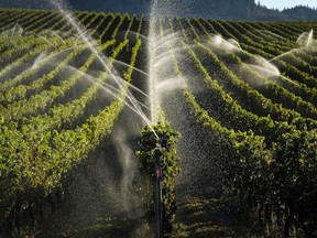 Sprinklers water grapevines in the Okanagan Valley's wine country near Oliver, B.C., Thursday, Sept. 15, 2016. Wine growers in British Columbia say this year's grape crop and wine production face deep losses after a cold snap gripped the province last winter.