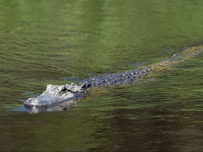 In this file photo, an alligator looks on during a practice round prior to the 2021 PGA Championship at Kiawah Island Resort's Ocean Course on May 17, 2021 in Kiawah Island, S.C.