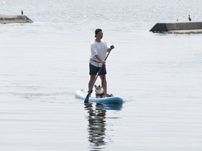 A dog peeks between the legs of a paddle boarder on the Toronto waterfront, Thursday July 6, 2023.