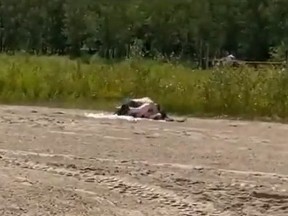 Couple filmed having what appears to be sex on Woodbine Beach in Toronto.