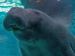 Manatee in aquarium.