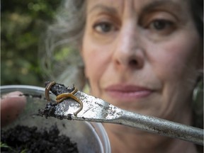 Lisa Osterland shows hammerhead flatworms she found in her Westmount garden. An expert warns of the dangers posed to pets and young children by the invasive species.