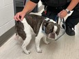 Dog abandoned at airport with police officer.