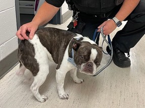 Dog abandoned at airport with police officer.