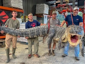 Mississippi hunters hold up their catch, an 800-pound gator.