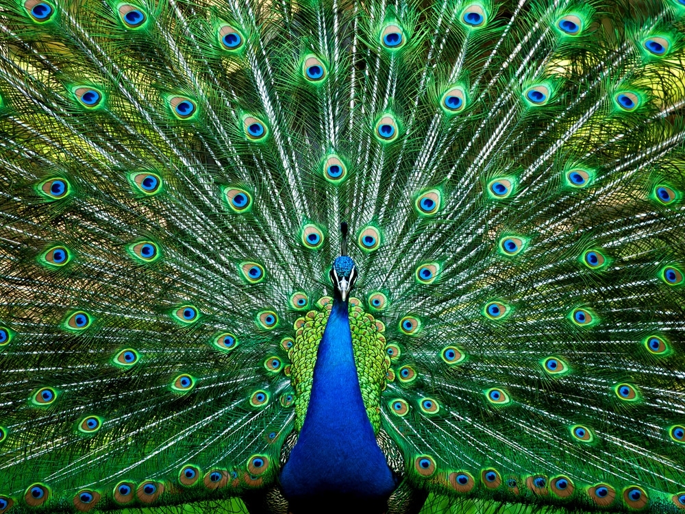 Pete the peacock, adored by neighborhood, fatally shot by bow and