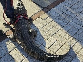 A fan showed up with an "emotional support" alligator to the Philadelphia Phillies game against Pittsburgh.
