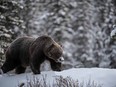 Recent photos of the legendary grizzly bear called 'The Boss' by award-winning nature photographer Jason Leo Bantle.