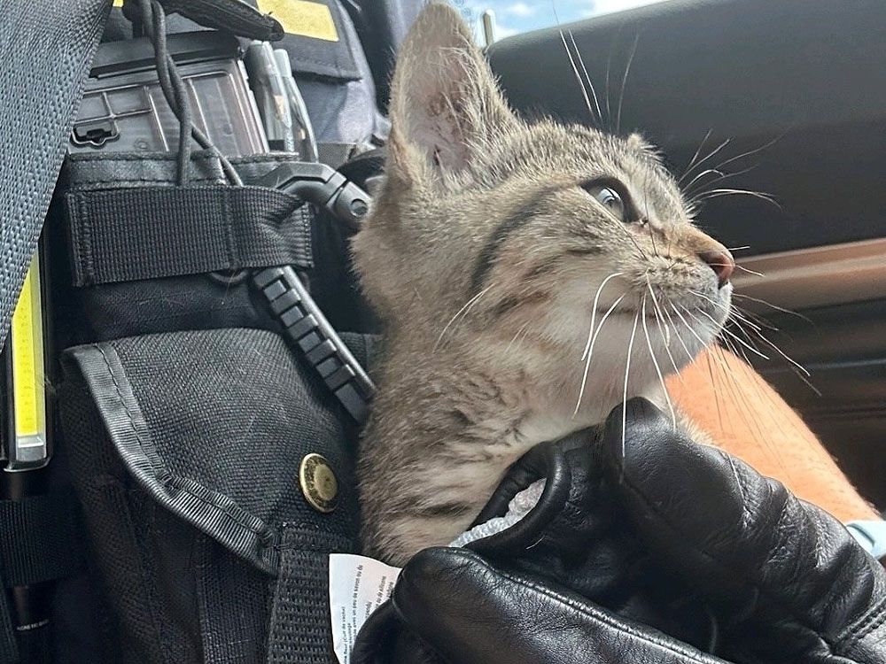 OPP officer rescues curious kitten from side of busy highway