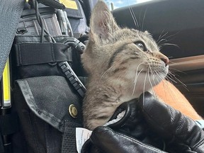 A kitten was rescued from the side of a highway by an unidentified OPP officer.