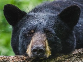 A black bear rests its head at a wildlife sanctuary in northern Minnesota.