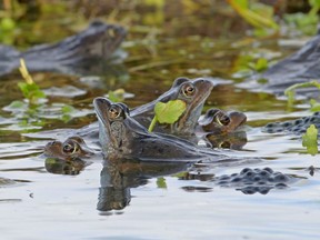Common Frog pairs mating in pond Eccles-on-Sea, Norfolk, UK. March