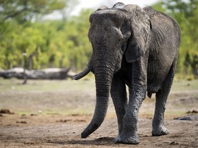 An African elephant is pictured on November 18, 2012 in Zimbabwe.