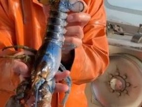 Maine fisherman Jacob Knowles shows off Bowie the Lobster on his TiKTok page.