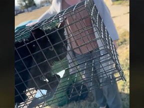 A wet cat in a cage, as seen in a viral TikTok. A man in Big Valley, Alberta, is alleged to have been drowning cats. The cat seen in the video is now recovering.