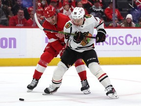 Connor Bedard of the Chicago Blackhawks battles for the puck against Ben Chiarot of the Detroit Red Wings during the third period at Little Caesars Arena on Nov. 30, 2023 in Detroit. Detroit won the game 5-1.
