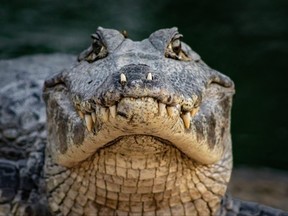 A closeup shot of a dangerous crocodile.