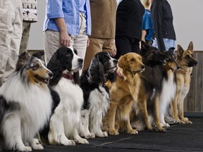 Line of dogs in obedience class.