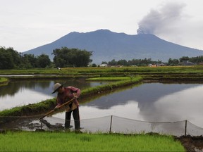 A farmer tends to his rice field as Mount Marapi spews volcanic material into the air in Agam, Indonesia, Wednesday, Dec. 6, 2023.