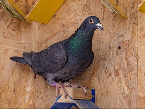 A pigeon drug mule was found at a B.C. prison with a meth-filled backpack.