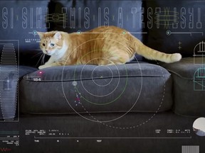 This image shows a frame from a 15-second ultra-high-definition video featuring a cat named Taters which was streamed via laser from deep space by NASA on Dec. 11, 2023.