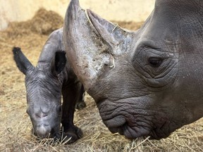White rhino Sabi and her newborn calf are shown in a handout photo.