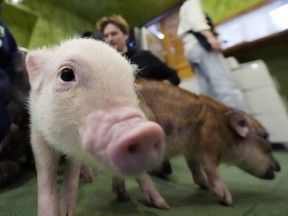 Micro pigs walk around at a mipig cafe, Wednesday, Jan. 24, 2024, in Tokyo