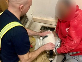 Firefighter rescue Chichi the cat after the animal got stuck in the walls of the family home.