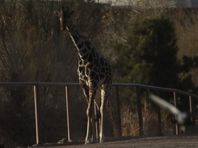 Benito the giraffe walks out from his enclosure at the city-run Central Park zoo prior to his transfer to a new habitat, in Ciudad Juarez, Mexico, Sunday, Jan. 21, 2024.