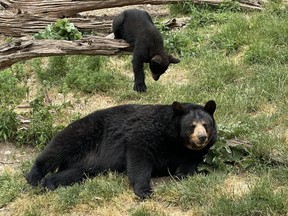 A bear cub plays with an adult bear in an enclosure at Marineland amusement park in Niagara Falls, Ont., Friday, June 9, 2023.