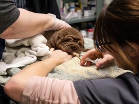One of the surviving Shar Pei puppies that were found abandoned in Niagara Falls on Dec. 28, 2023, receives treatment.