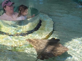 Visitors use a tube to get close to a stingray at the Newport Aquarium in Newport, Ky.