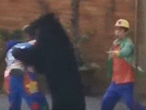 In video footage, a bear appears to turn on a ring leader at a circus in China.