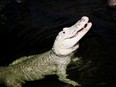 Thibodaux, a 36-year-old leucistic American alligator had consumed 70 coins tossed by aquarium visitors.