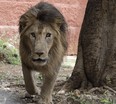 A man, 38, was mauled to death by a lion named Dongalpur at Sri Venkateswara Zoological Park in India on Thursday, Feb. 15, 2024.
