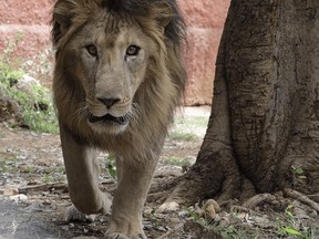 A man, 38, was mauled to death by a lion named Dongalpur at Sri Venkateswara Zoological Park in India on Thursday, Feb. 15, 2024.