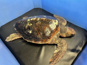 A loggerhead sea turtle rarely seen in British Columbia waters has been rescued after being found suffering from hypothermia near Victoria.