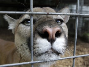 A cougar watches from an enclosure at Stump Hill Farm in Massillon, Ohio min an Aug.25, 2010 file photo.