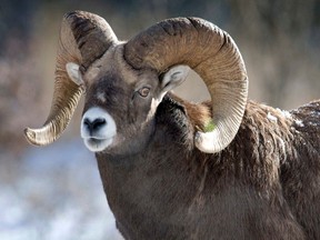 File photo: A bighorn sheep near the road between Banff and Lake Louise.