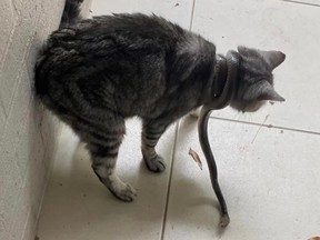 Mabel the cat struggles with an eastern brown snake around her neck.
