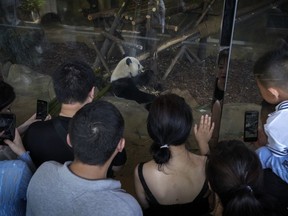 Visitors watch Tao Bang, one of the panda twins which returned from Shirahama, eat bamboo at Chengdu Research Base of Giant Panda Breeding in Chengdu in southwestern China's Sichuan Province, on Sept. 9, 2023.