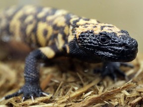 A Gila monster is displayed at the Woodland Park Zoo in Seattle, Dec. 14, 2018.