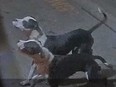 Investigators need help identifying and locating two dogs and their owner after a woman was mauled in Rexdale on Wednesday, Feb. 7, 2024.