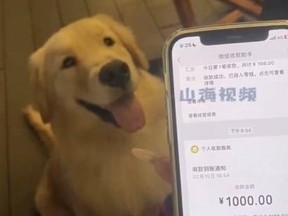 Dog looking up at owner holding phone showing 1000-yuen win.