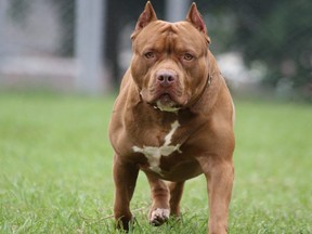 FILE PHOTO: An example of the pit bull breed is shown here.