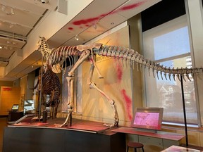 The fossil gallery at the Canadian Museum of Nature is temporarily closed after pink paint was tossed at this replica of a dinosaur skeleton on Thursday.