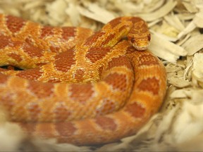 The Public Health Agency of Canada is working with provincial public health agencies to investigate an outbreak of salmonella infections linked to snakes and feeder rodents.
