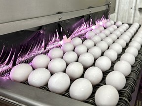 Eggs are cleaned and disinfected at the Sunrise Farms processing plant in Petaluma, Calif., on Thursday, Jan. 11, 2024.